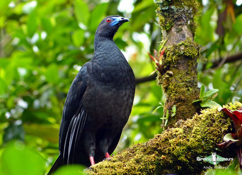 Coast Rica birding escape