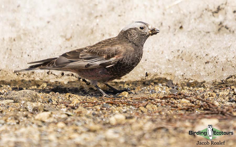 Colorado birding tours