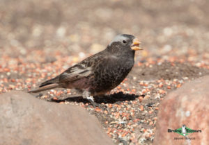 Colorado birding tours