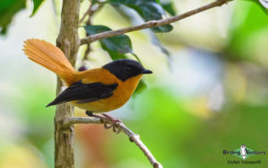 Southern India, Western Ghats and Nilgiri birding tours