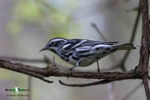 Alabama birding tours