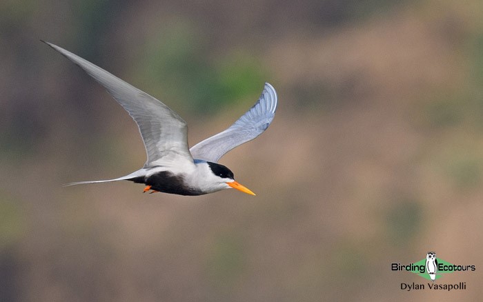 Nepal birding tours