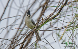 Texas birding tours