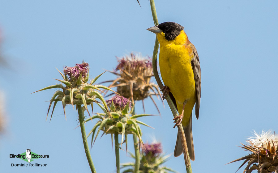 Greece birding tours