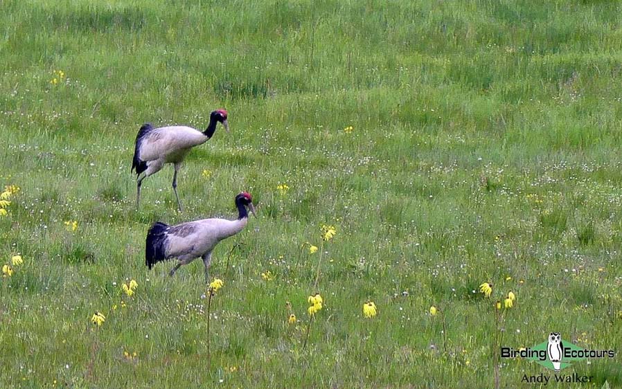 Qinghai birding tours