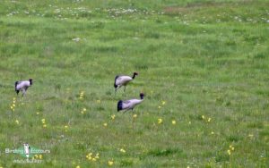 Qinghai birding tours