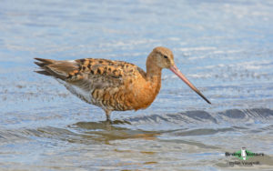 Greece birding tours