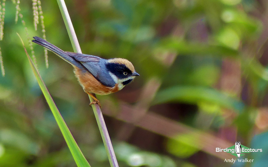 China birding tours