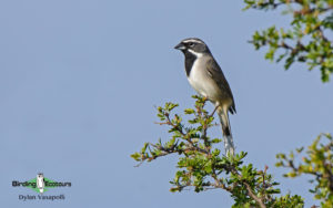 Texas birding tours