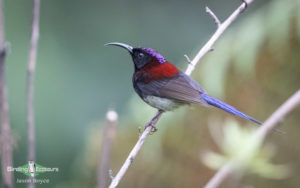 Yunnan birding tours