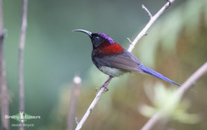 Himalayas birding tours