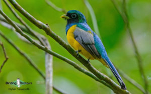 Costa Rica Birding Escape