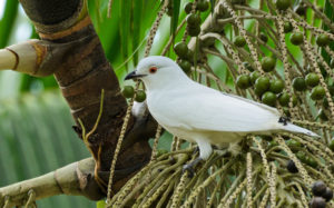 Colombian birding tours