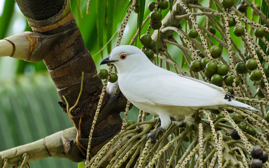 Colombian birding tours