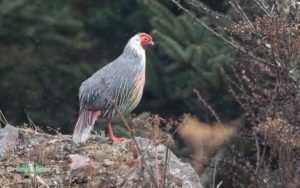 Himalayas birding tours