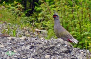 Qinghai birding tours