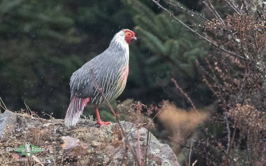 Himalayas birding tours
