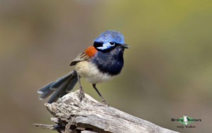 Southwest Australia birding tours