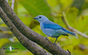 Costa Rica Birding Escape