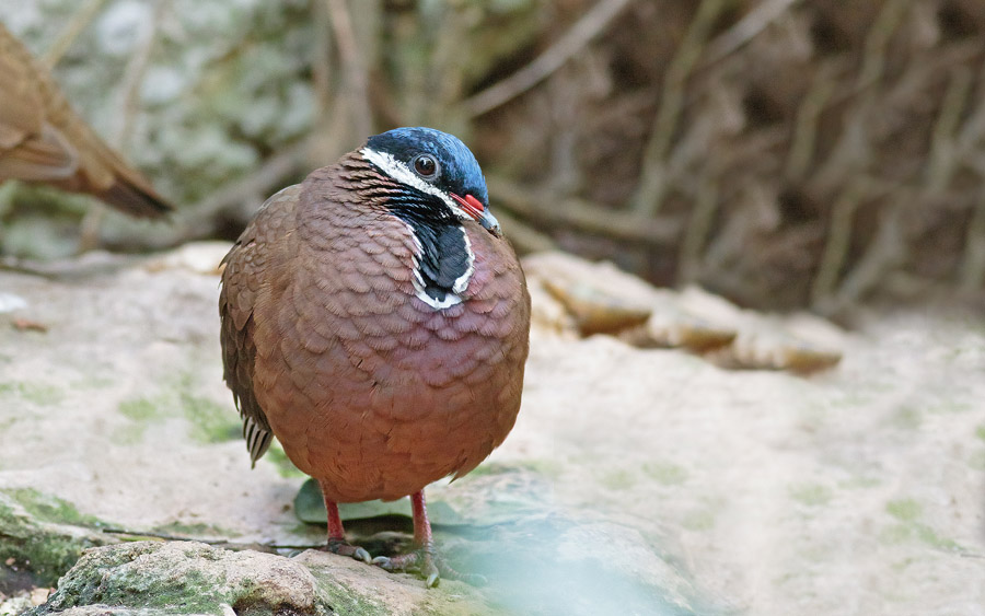 Cuba birding tours