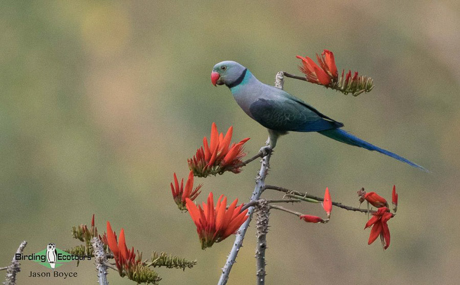 Western Ghats and Nilgiri birding tours