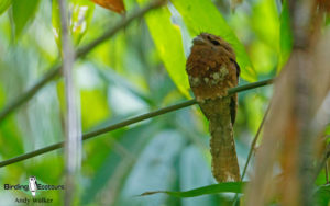 Southern Thailand birding tours