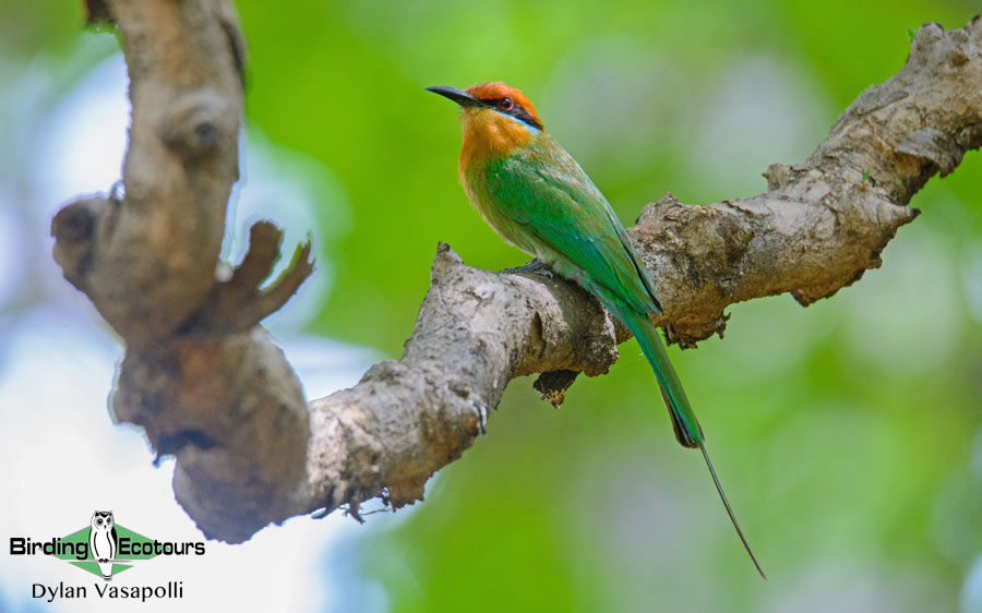 Zimbabwe and Mozambique birding tours