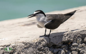 Florida birding tours