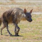 Kalahari mammal and birding tours