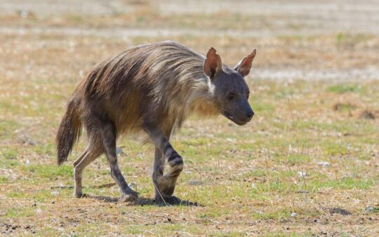 Kalahari mammal and birding tours