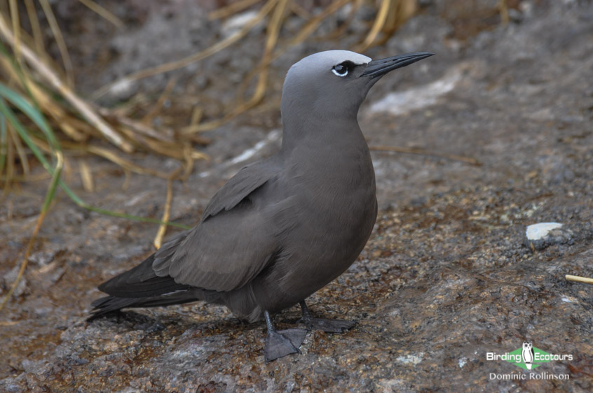 Galapagos birding tours