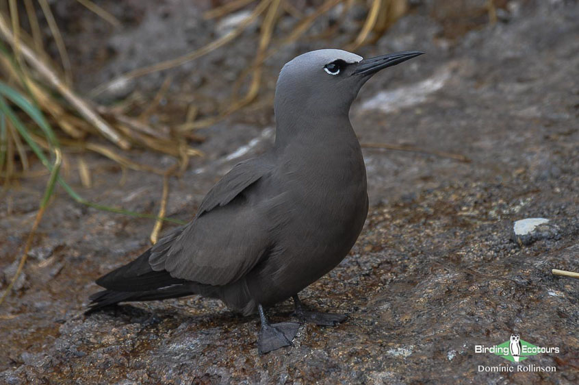 Sri Lanka birding tours