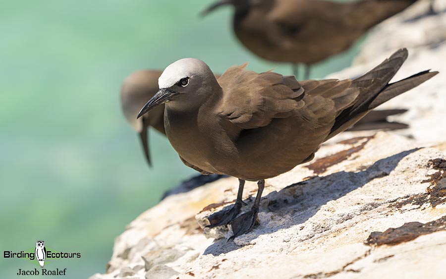 Florida birding tours