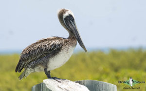 Florida birding tours