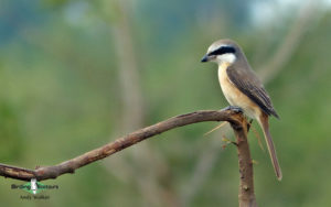 Sri Lanka birding tours