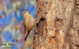 Southwest Australia birding tours
