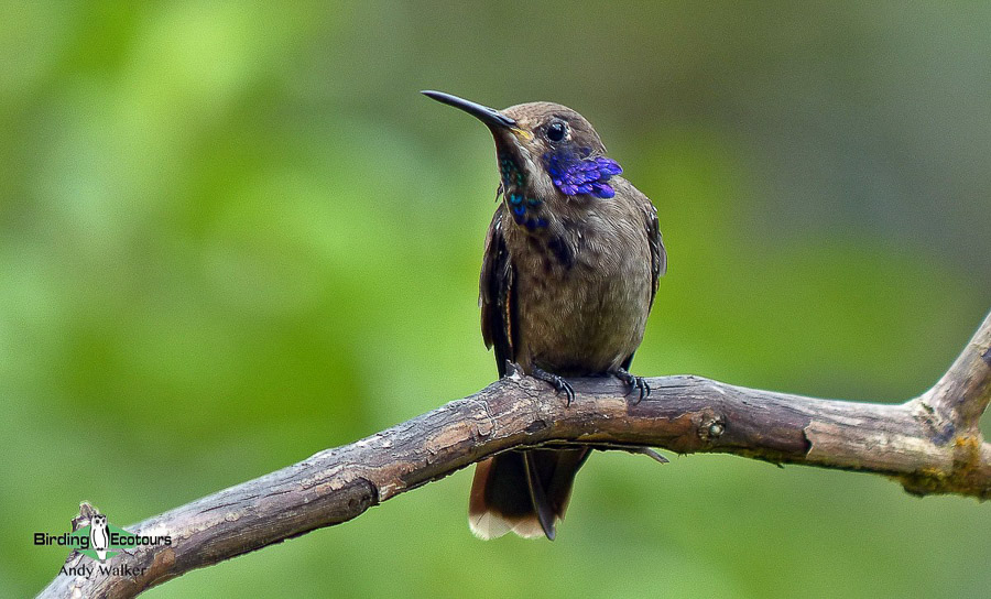 Colombia birding tours