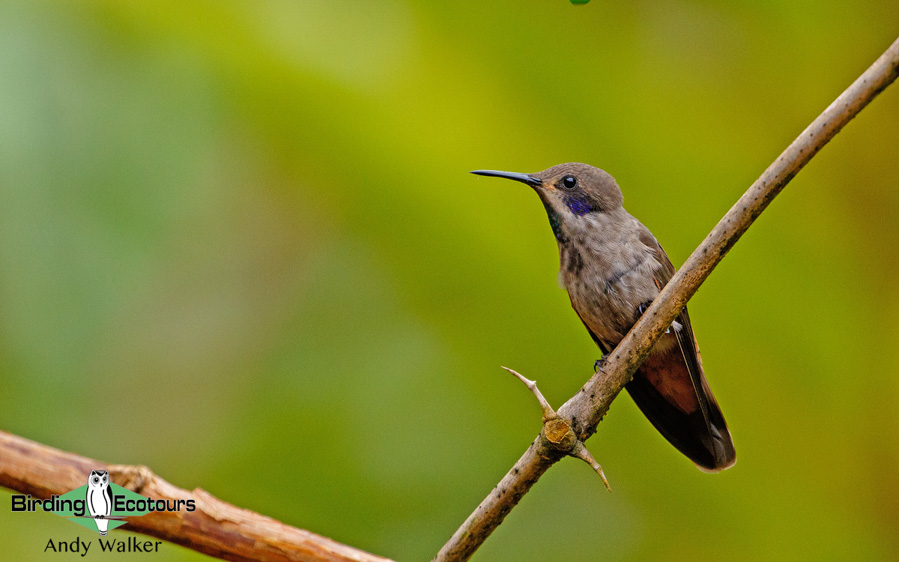 Northwest Peru and Abra Patricia Mountains