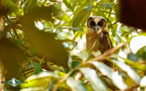 Sri Lanka birding tours