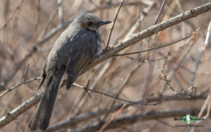 Taiwan birding tours