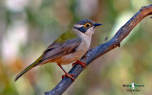Southwest Australia birding tours