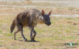 Kalahari mammal and birding tours