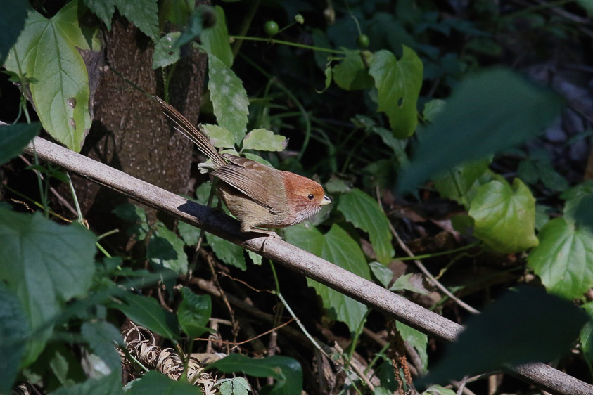 Yunnan birding tours