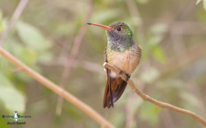 Texas birding tours