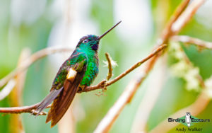 Yanacocha birding day trips