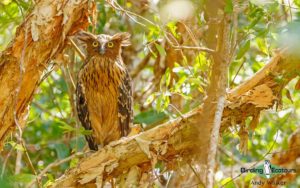 Southern Thailand birding tours