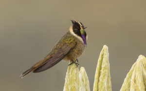 Colombian birding tours