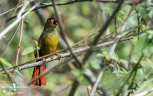 Northeastern India birding tours