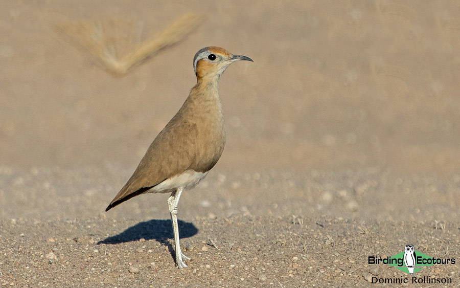 Namibia, Okavango and Victoria Falls birding tours