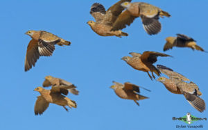 Kalahari mammal and birding tour